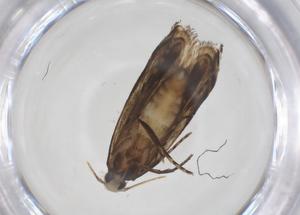  (gelMalaise01 Malaise9549 - CBG-A54726-E08)  @11 [ ] CreativeCommons - Attribution Share - Alike (2024) Centre for Biodiversity Genomics Centre for Biodiversity Genomics