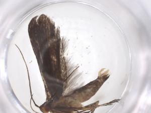  ( - CBG-A54728-A01)  @11 [ ] CreativeCommons - Attribution Share - Alike (2024) Centre for Biodiversity Genomics Centre for Biodiversity Genomics