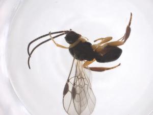  ( - CBG-A54734-A04)  @11 [ ] CreativeCommons - Attribution Share - Alike (2024) Centre for Biodiversity Genomics Centre for Biodiversity Genomics