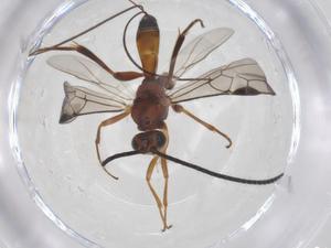  ( - CBG-A54739-C03)  @11 [ ] CreativeCommons - Attribution Share - Alike (2024) Centre for Biodiversity Genomics Centre for Biodiversity Genomics