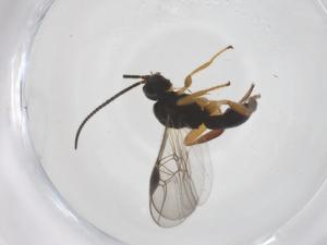  ( - CBG-A54745-A06)  @11 [ ] CreativeCommons - Attribution Share - Alike (2024) Centre for Biodiversity Genomics Centre for Biodiversity Genomics