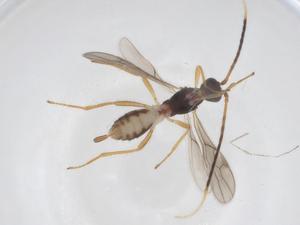  ( - CBG-A54752-B05)  @11 [ ] CreativeCommons - Attribution Share - Alike (2024) Centre for Biodiversity Genomics Centre for Biodiversity Genomics