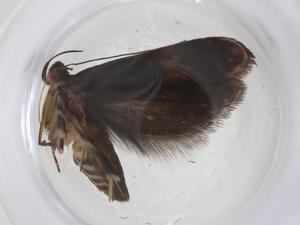  ( - CBG-A54770-A02)  @11 [ ] CreativeCommons - Attribution Share - Alike (2024) Centre for Biodiversity Genomics Centre for Biodiversity Genomics