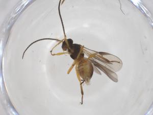  ( - CBG-A55362-C03)  @11 [ ] CreativeCommons - Attribution Share - Alike (2024) Centre for Biodiversity Genomics Centre for Biodiversity Genomics