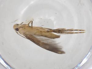  ( - CBG-A55362-C04)  @11 [ ] CreativeCommons - Attribution Share - Alike (2024) Centre for Biodiversity Genomics Centre for Biodiversity Genomics