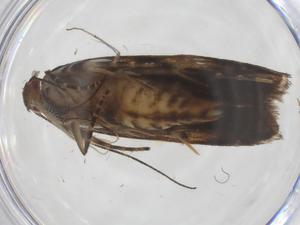  ( - CBG-A55362-H07)  @11 [ ] CreativeCommons - Attribution Share - Alike (2024) Centre for Biodiversity Genomics Centre for Biodiversity Genomics