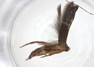  ( - CBG-A55363-H01)  @11 [ ] CreativeCommons - Attribution Share - Alike (2024) Centre for Biodiversity Genomics Centre for Biodiversity Genomics