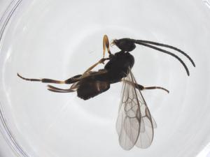  (mgMalaise01 - CBG-A55363-H10)  @11 [ ] CreativeCommons - Attribution Share - Alike (2024) Centre for Biodiversity Genomics Centre for Biodiversity Genomics