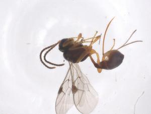  ( - CBG-A55364-A07)  @11 [ ] CreativeCommons - Attribution Share - Alike (2024) Centre for Biodiversity Genomics Centre for Biodiversity Genomics