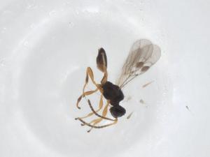  ( - CBG-A55369-B06)  @11 [ ] CreativeCommons - Attribution Share - Alike (2024) Centre for Biodiversity Genomics Centre for Biodiversity Genomics