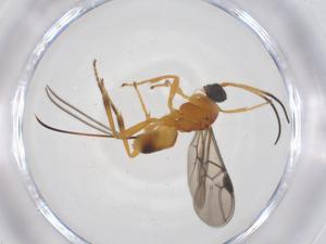  ( - CBG-A55386-F04)  @11 [ ] CreativeCommons - Attribution Share - Alike (2024) Centre for Biodiversity Genomics Centre for Biodiversity Genomics