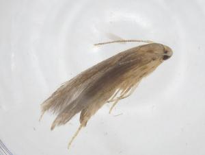  (geleBioLep01 BioLep6965 - CBG-A55386-F12)  @11 [ ] CreativeCommons - Attribution Share - Alike (2024) Centre for Biodiversity Genomics Centre for Biodiversity Genomics