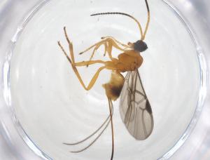  ( - CBG-A55386-G01)  @11 [ ] CreativeCommons - Attribution Share - Alike (2024) Centre for Biodiversity Genomics Centre for Biodiversity Genomics