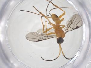  ( - CBG-A55386-H11)  @11 [ ] CreativeCommons - Attribution Share - Alike (2024) Centre for Biodiversity Genomics Centre for Biodiversity Genomics