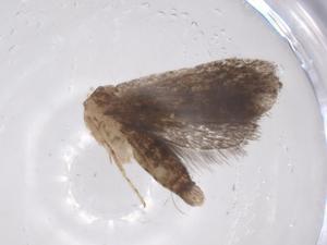  ( - CBG-A55387-D05)  @11 [ ] CreativeCommons - Attribution Share - Alike (2024) Centre for Biodiversity Genomics Centre for Biodiversity Genomics