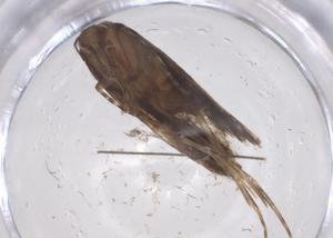  ( - CBG-A55387-E08)  @11 [ ] CreativeCommons - Attribution Share - Alike (2024) Centre for Biodiversity Genomics Centre for Biodiversity Genomics