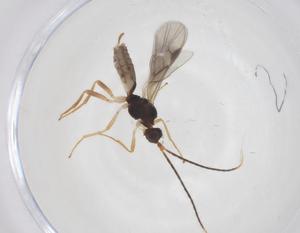  ( - CBG-A55388-A05)  @11 [ ] CreativeCommons - Attribution Share - Alike (2024) Centre for Biodiversity Genomics Centre for Biodiversity Genomics