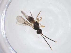  ( - CBG-A55389-F07)  @11 [ ] CreativeCommons - Attribution Share - Alike (2024) Centre for Biodiversity Genomics Centre for Biodiversity Genomics