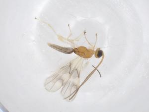  ( - CBG-A55391-F07)  @11 [ ] CreativeCommons - Attribution Share - Alike (2024) Centre for Biodiversity Genomics Centre for Biodiversity Genomics