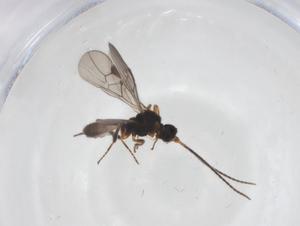  ( - CBG-A56204-B07)  @11 [ ] CreativeCommons - Attribution Share - Alike (2024) Centre for Biodiversity Genomics Centre for Biodiversity Genomics