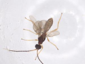  ( - CBG-A56214-G10)  @11 [ ] CreativeCommons - Attribution Share - Alike (2024) Centre for Biodiversity Genomics Centre for Biodiversity Genomics