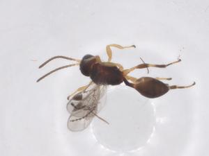  ( - CBG-A56221-B05)  @11 [ ] CreativeCommons - Attribution Share - Alike (2024) Centre for Biodiversity Genomics Centre for Biodiversity Genomics