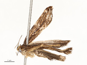  ( - CBG-A58656-G09)  @11 [ ] CreativeCommons - Attribution Share - Alike (2025) CBG Photography Group Centre for Biodiversity Genomics