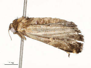  ( - CBG-A58656-G10)  @11 [ ] CreativeCommons - Attribution Share - Alike (2025) CBG Photography Group Centre for Biodiversity Genomics