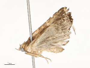  ( - CBG-A58662-C09)  @11 [ ] CreativeCommons - Attribution Share - Alike (2025) CBG Photography Group Centre for Biodiversity Genomics