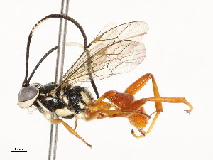  (ichneuMalaise01 Malaise7813 - CBG-A58662-E04)  @11 [ ] CreativeCommons - Attribution Share - Alike (2025) CBG Photography Group Centre for Biodiversity Genomics