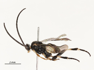  ( - CBG-A59486-A02)  @11 [ ] CreativeCommons - Attribution Share - Alike (2025) CBG Photography Group Centre for Biodiversity Genomics