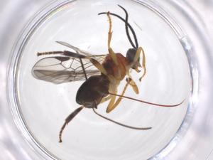  ( - CBG-A59615-H01)  @11 [ ] CreativeCommons - Attribution Share - Alike (2024) Centre for Biodiversity Genomics Centre for Biodiversity Genomics