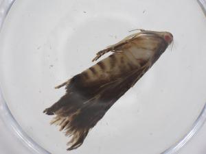  ( - CBG-A59617-E08)  @11 [ ] CreativeCommons - Attribution Share - Alike (2024) Centre for Biodiversity Genomics Centre for Biodiversity Genomics