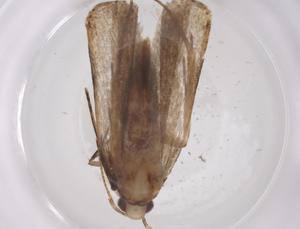  ( - CBG-A59618-A05)  @11 [ ] CreativeCommons - Attribution Share - Alike (2024) Centre for Biodiversity Genomics Centre for Biodiversity Genomics