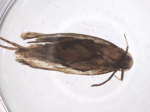  ( - CBG-A59618-H01)  @11 [ ] CreativeCommons - Attribution Share - Alike (2024) Centre for Biodiversity Genomics Centre for Biodiversity Genomics