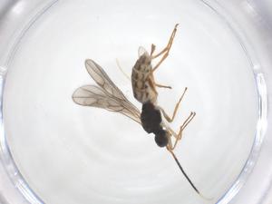  ( - CBG-A59619-F01)  @11 [ ] CreativeCommons - Attribution Share - Alike (2024) Centre for Biodiversity Genomics Centre for Biodiversity Genomics