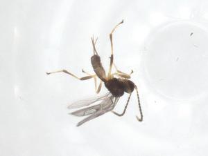  ( - CBG-A59620-H11)  @11 [ ] CreativeCommons - Attribution Share - Alike (2024) Centre for Biodiversity Genomics Centre for Biodiversity Genomics