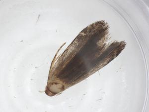  ( - CBG-A60208-A09)  @11 [ ] CreativeCommons - Attribution Share - Alike (2024) Centre for Biodiversity Genomics Centre for Biodiversity Genomics