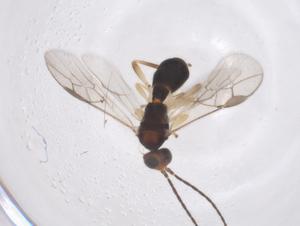  ( - CBG-A60209-G11)  @11 [ ] CreativeCommons - Attribution Share - Alike (2024) Centre for Biodiversity Genomics Centre for Biodiversity Genomics