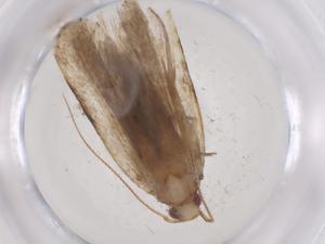  ( - CBG-A60909-B04)  @11 [ ] CreativeCommons - Attribution Share - Alike (2024) Centre for Biodiversity Genomics Centre for Biodiversity Genomics