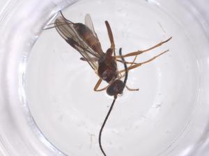  ( - CBG-A60922-A07)  @11 [ ] CreativeCommons - Attribution Share - Alike (2025) Centre for Biodiversity Genomics Centre for Biodiversity Genomics