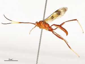  ( - CBG-A51904-E01)  @11 [ ] CreativeCommons - Attribution Share - Alike (2024) CBG Photography Group Centre for Biodiversity Genomics