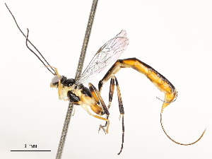  (Xiphosomella Janzen12 - CBG-A51904-E12)  @11 [ ] CreativeCommons - Attribution Share - Alike (2024) CBG Photography Group Centre for Biodiversity Genomics