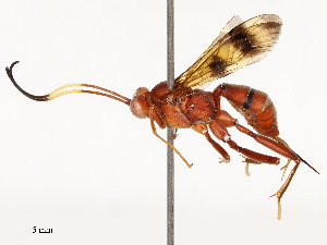  ( - CBG-A53651-H02)  @11 [ ] CreativeCommons - Attribution Share - Alike (2024) CBG Photography Group Centre for Biodiversity Genomics