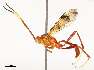  ( - CBG-A53651-H04)  @11 [ ] CreativeCommons - Attribution Share - Alike (2024) CBG Photography Group Centre for Biodiversity Genomics