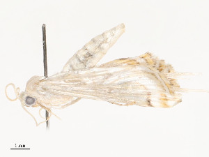  (musoMalaise01 - CBG-A53652-B02)  @11 [ ] CreativeCommons - Attribution Share - Alike (2024) CBG Photography Group Centre for Biodiversity Genomics