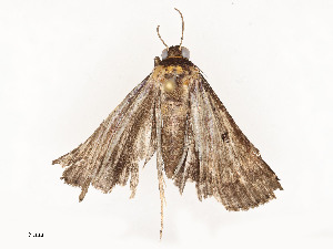  ( - CBG-A53652-F06)  @11 [ ] CreativeCommons - Attribution Share - Alike (2024) CBG Photography Group Centre for Biodiversity Genomics