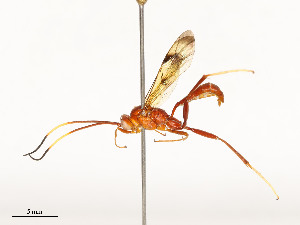  ( - CBG-A53652-F11)  @11 [ ] CreativeCommons - Attribution Share - Alike (2024) CBG Photography Group Centre for Biodiversity Genomics