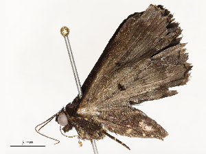  ( - CBG-A54405-B03)  @11 [ ] CreativeCommons - Attribution Share - Alike (2024) CBG Photography Group Centre for Biodiversity Genomics