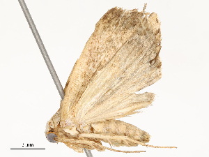  (calMalaise01 - CBG-A54405-B06)  @11 [ ] CreativeCommons - Attribution Share - Alike (2024) CBG Photography Group Centre for Biodiversity Genomics